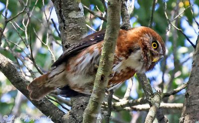 Austral Pygmy-Owl