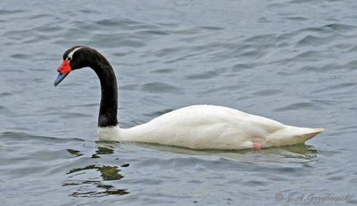 Black-necked Swan