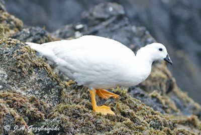 Kelp Goose--male