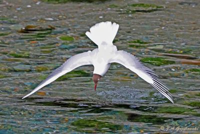 Brown-hooded Gull