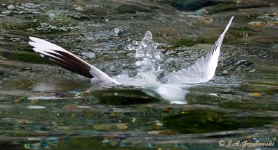 Brown-hooded Gull