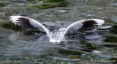 Brown-hooded Gull