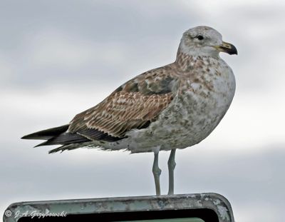 Kelp Gull