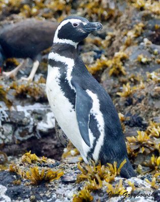 Magellanic Penguin