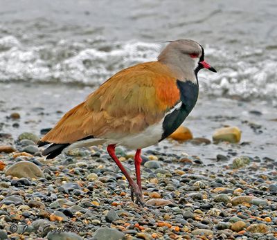 Southern Lapwing