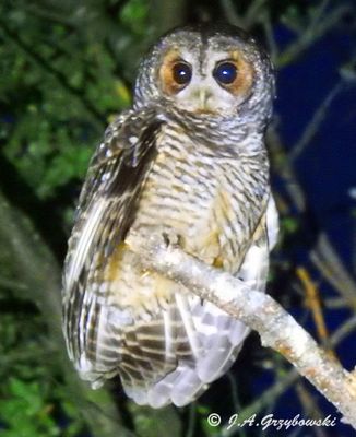 Rufous-legged Owl