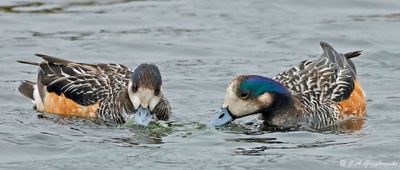 Chiloe Wigeon