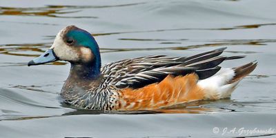 Chiloe Wigeon