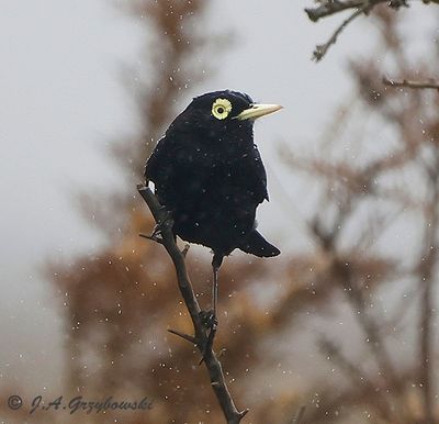 Spectacled Tyrant