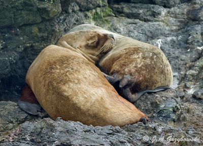 South American Fur Seal (Arctocephalus australis)