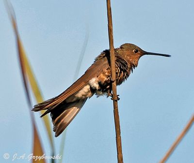 Giant Hummingbird  (Chile--coastal)