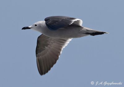 Gray Gull