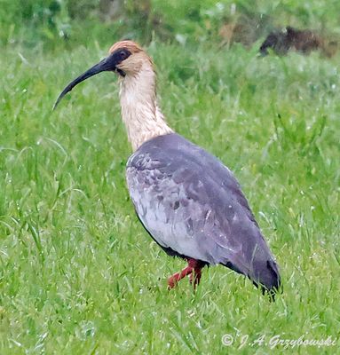 Black-faced Ibis