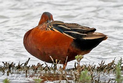 Cinnamon Teal