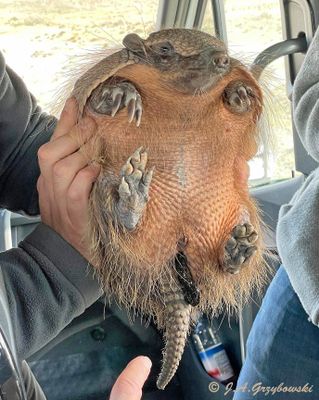 Big Hairy Armadillo