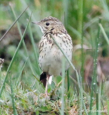 Correndera Pipit