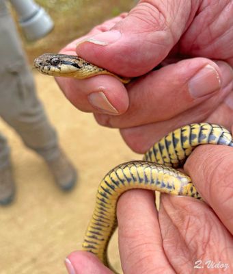 Chilean Slender Snake