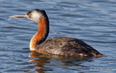 Great Grebe