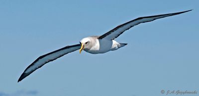 Buller's Albatross