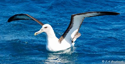 Buller's Albatross