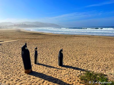 Cachagua Playa Los Coirones