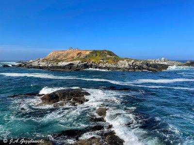 Penguin and cormorant colony island 