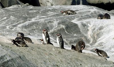 Humboldt Penguin colony