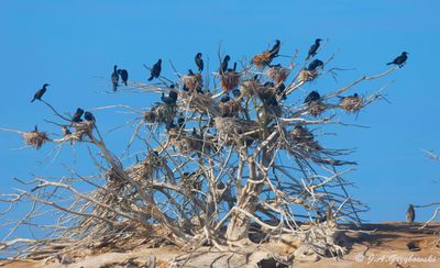 Neotropic Cormorant colony