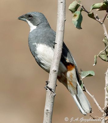 Diuca Finch