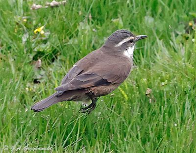 Gray-flanked Cinclodes