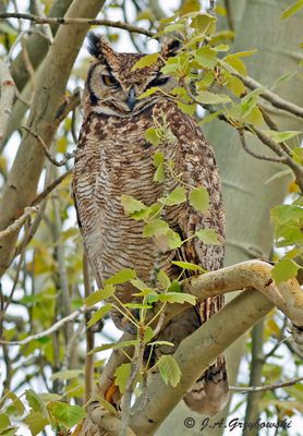 Magellanic Horned Owl