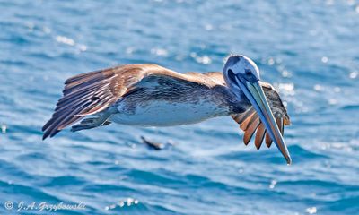 Peruvian Pelican