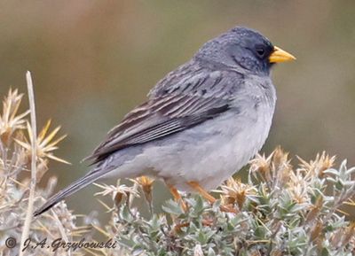 Band-tailed Sierra-Finch
