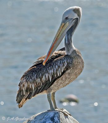 Peruvian Pelican