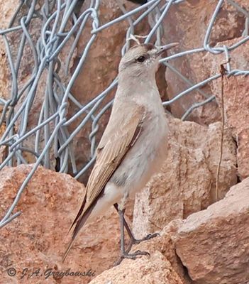 Black-fronted Ground-Tyrant