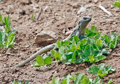 Smooth-throated Lizard (Liolaemus belli)i