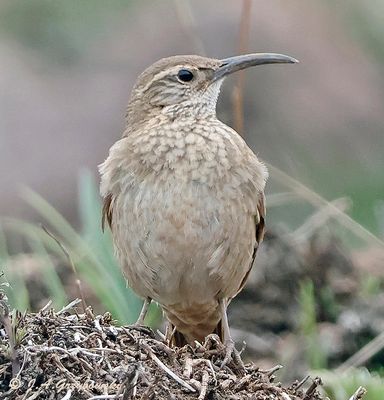 Scale-throated Earthcreeper
