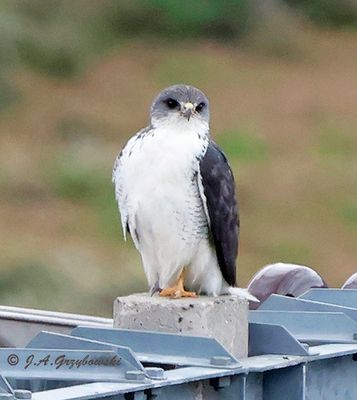 Variable Hawk