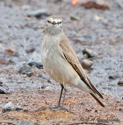 Ochre-naped Ground-Tyrant