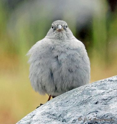 Plumbeous Sierra-Finch