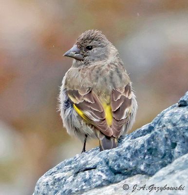 Thick-billed Siskin