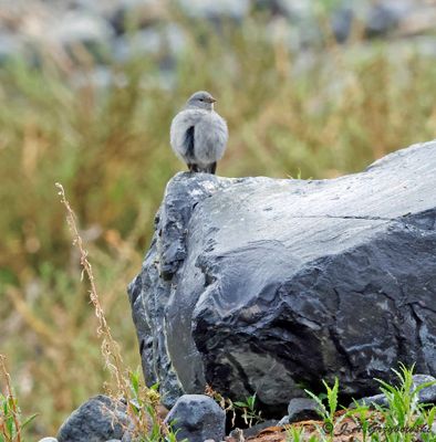 Plumbeous Sierra-Finch