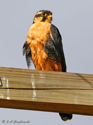 Aplomado Falcon
