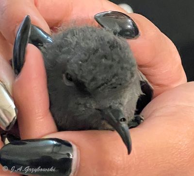 Markham's Storm-Petrel