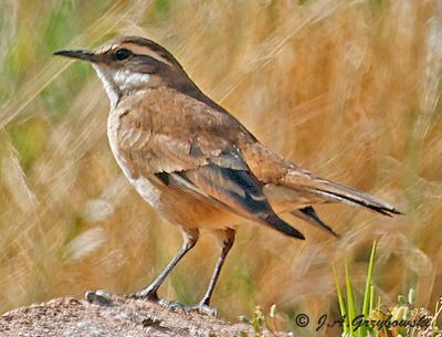 Cream-winged Cinclodes