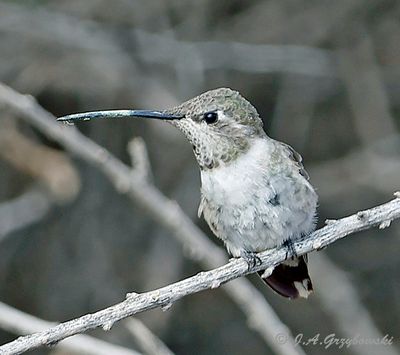 Oasis Hummingbird