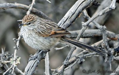Streak-backed Tit-Spinetail