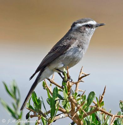 White-browed Chat-Tyrant