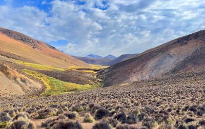 high elevation bog--14,400 ft elev.