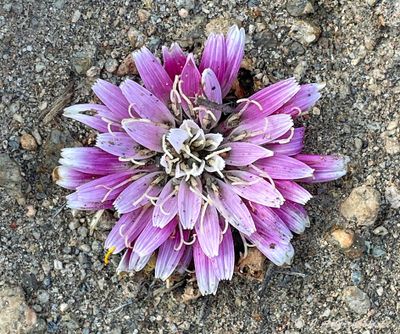 flower out of the ground